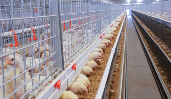 A-type-broiler-cage