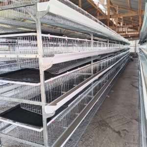 H type battery chicken cage